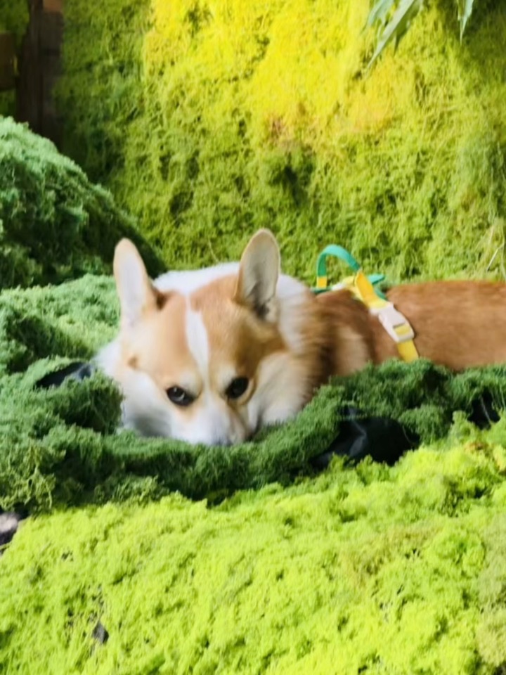 仿佛走进了🌿绿野仙踪