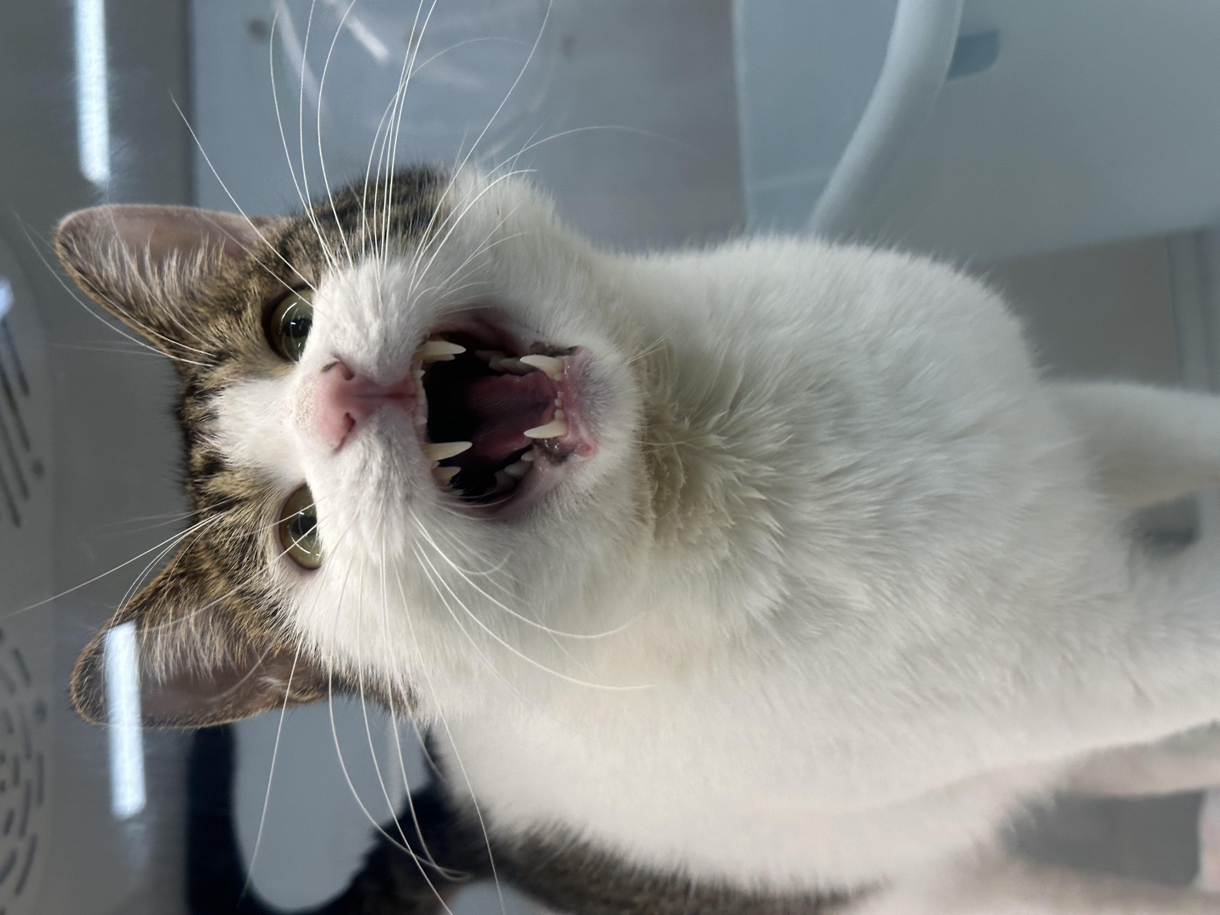 嗷呜~快给咪起个名字！咪有🎁！！