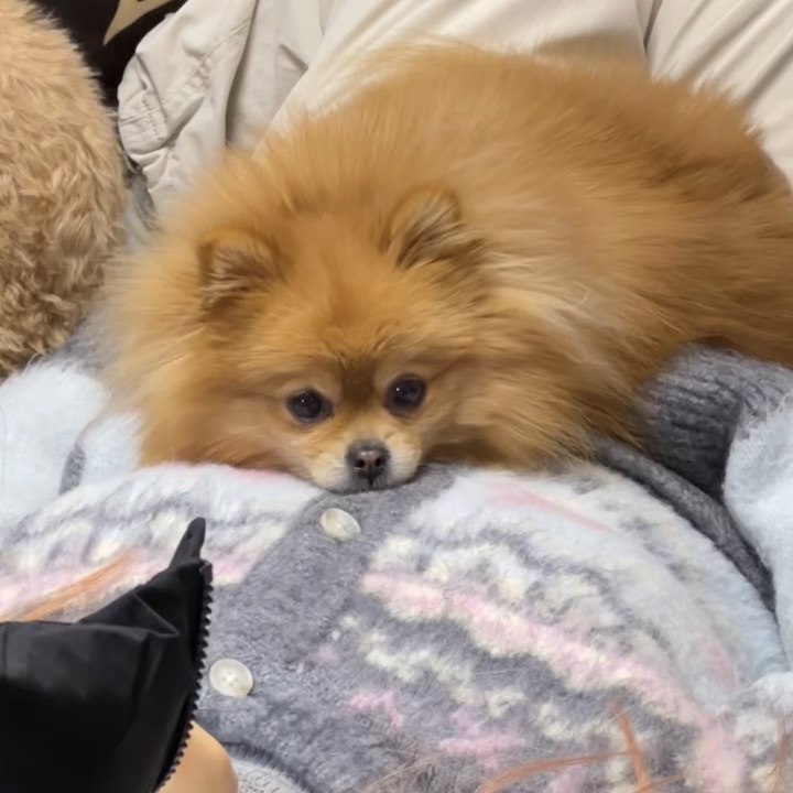 身上真的会长出小狗！