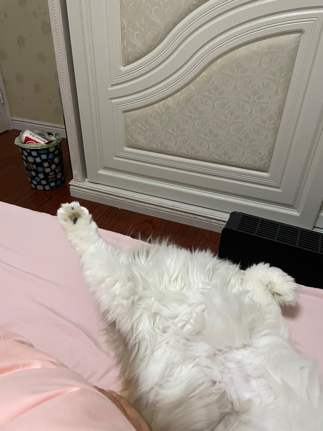 胖胖睡姿大赏 每天睡觉睡的乱七八糟的找都找不到头在哪里哈哈哈家