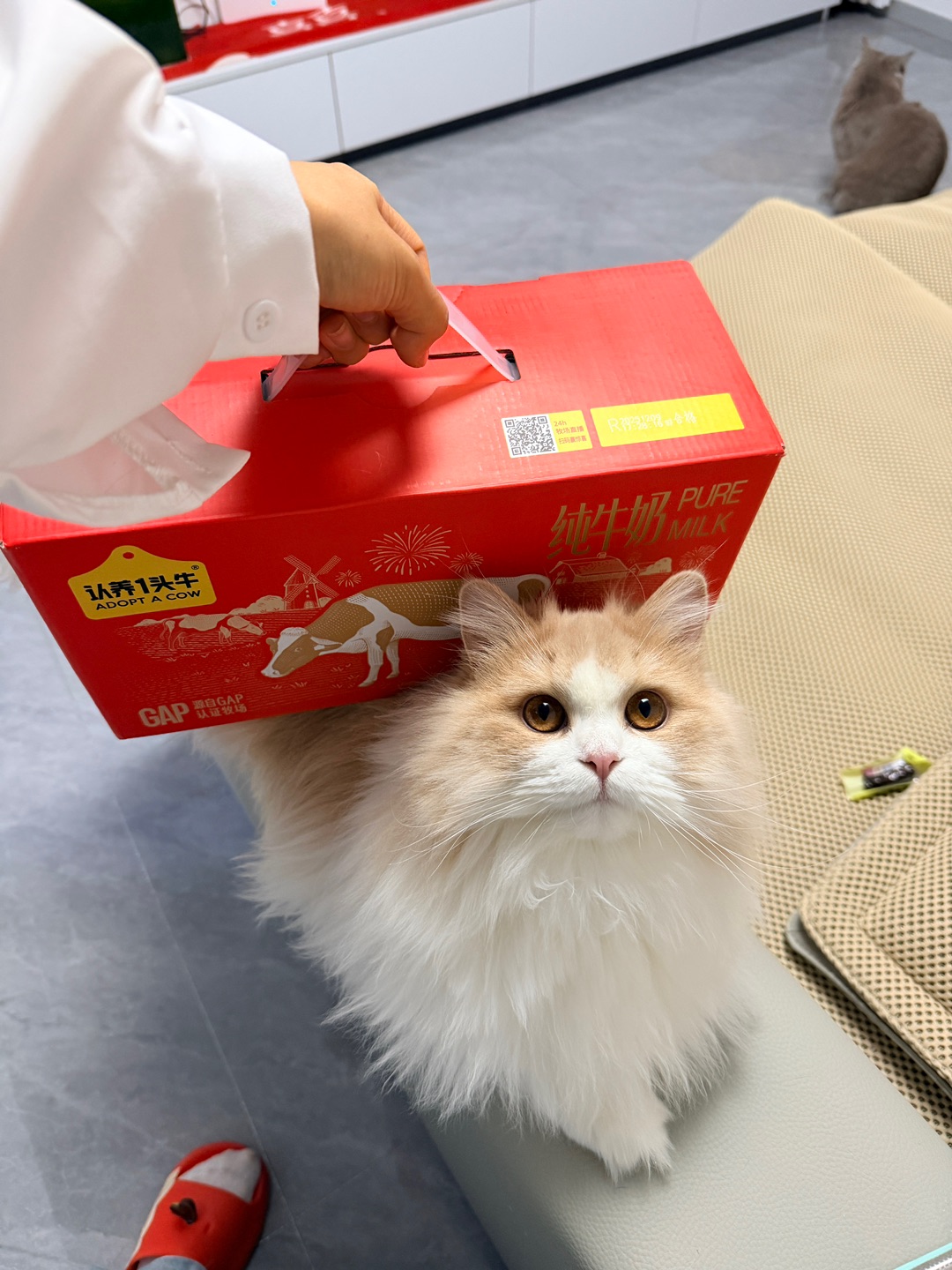 你的年货小猫来了