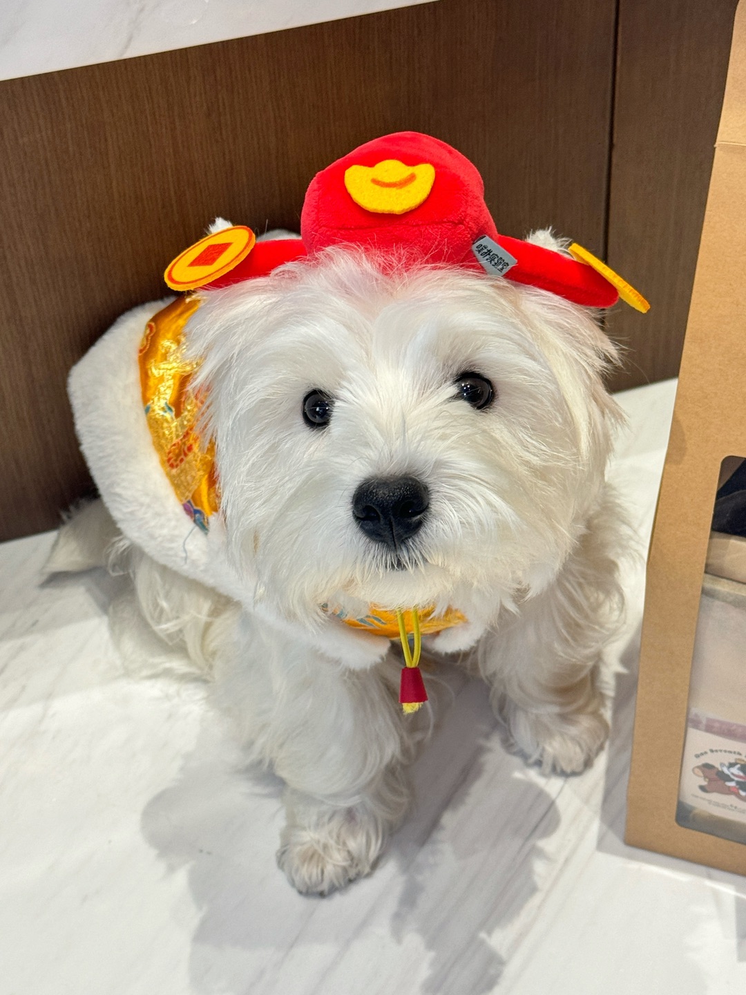 小狗也要有新年礼物哦~