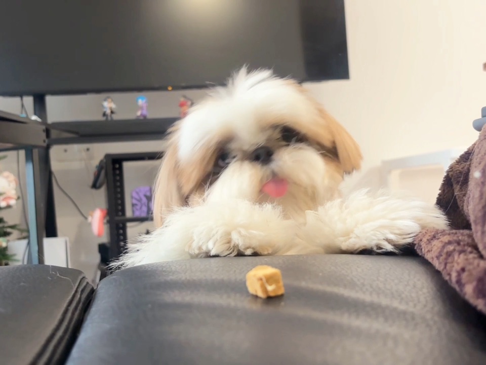 小短腿为了吃的拼了