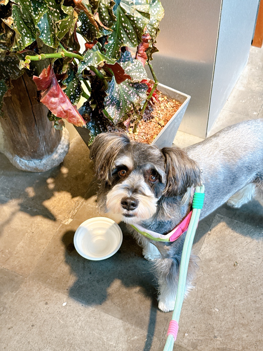 宝看起来香香嘟🐕