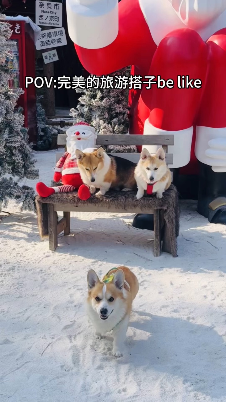 完美的旅游搭子be like