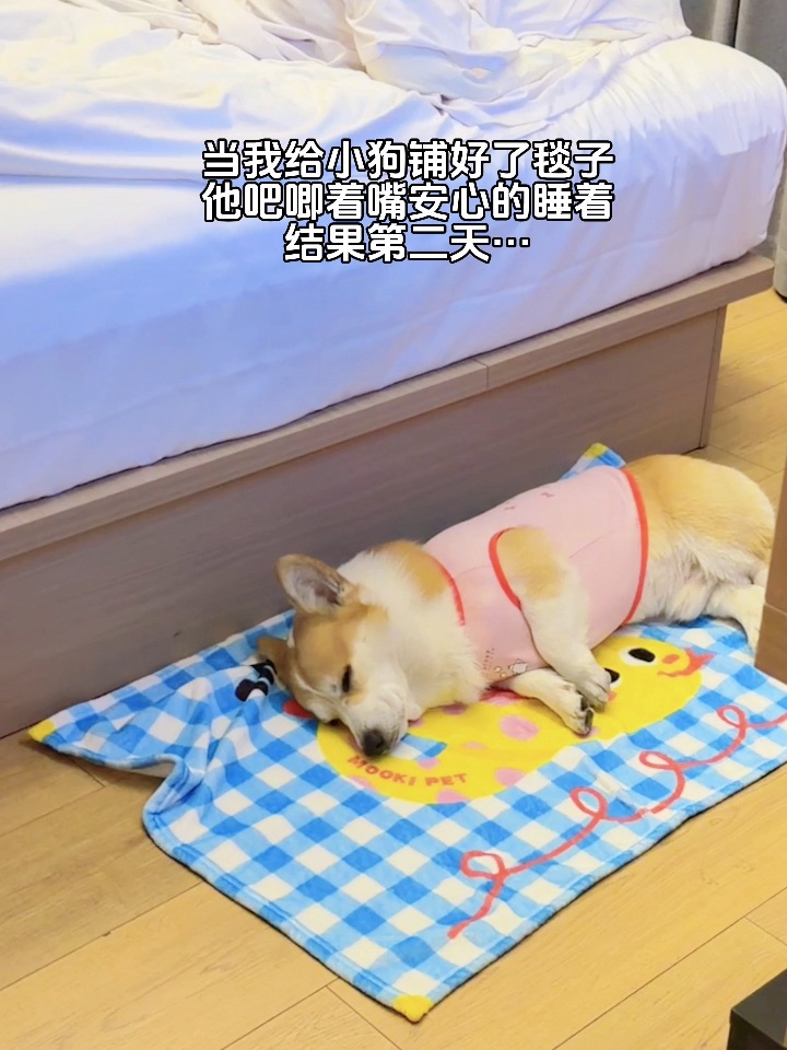 当我以为狗睡着了💤结果第二天…