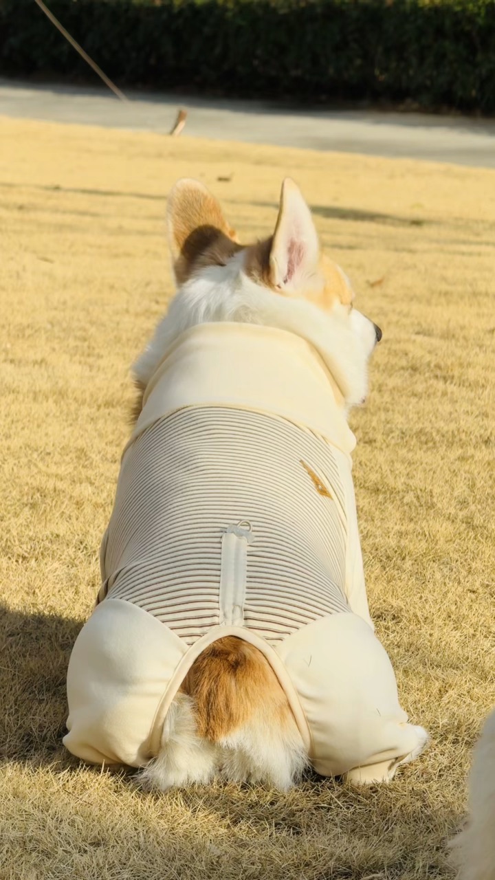 年猪🐷替你选好了