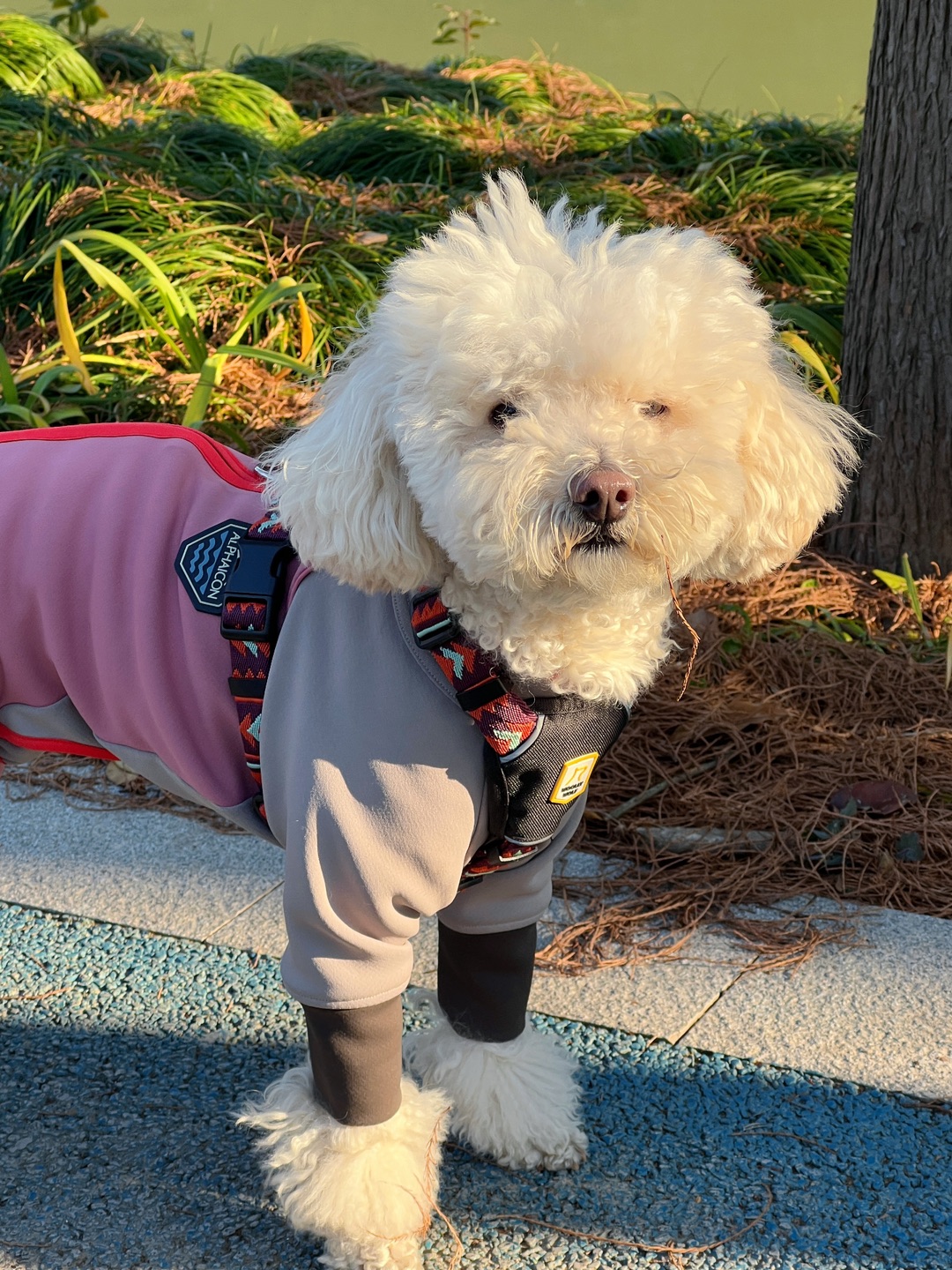 大扫除🧹进度1/3，好天气☀️出门遛狗先