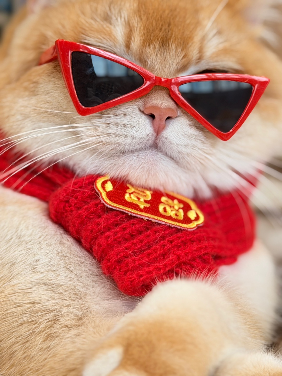 躺赢一整年！拜大年啦❗️❗️