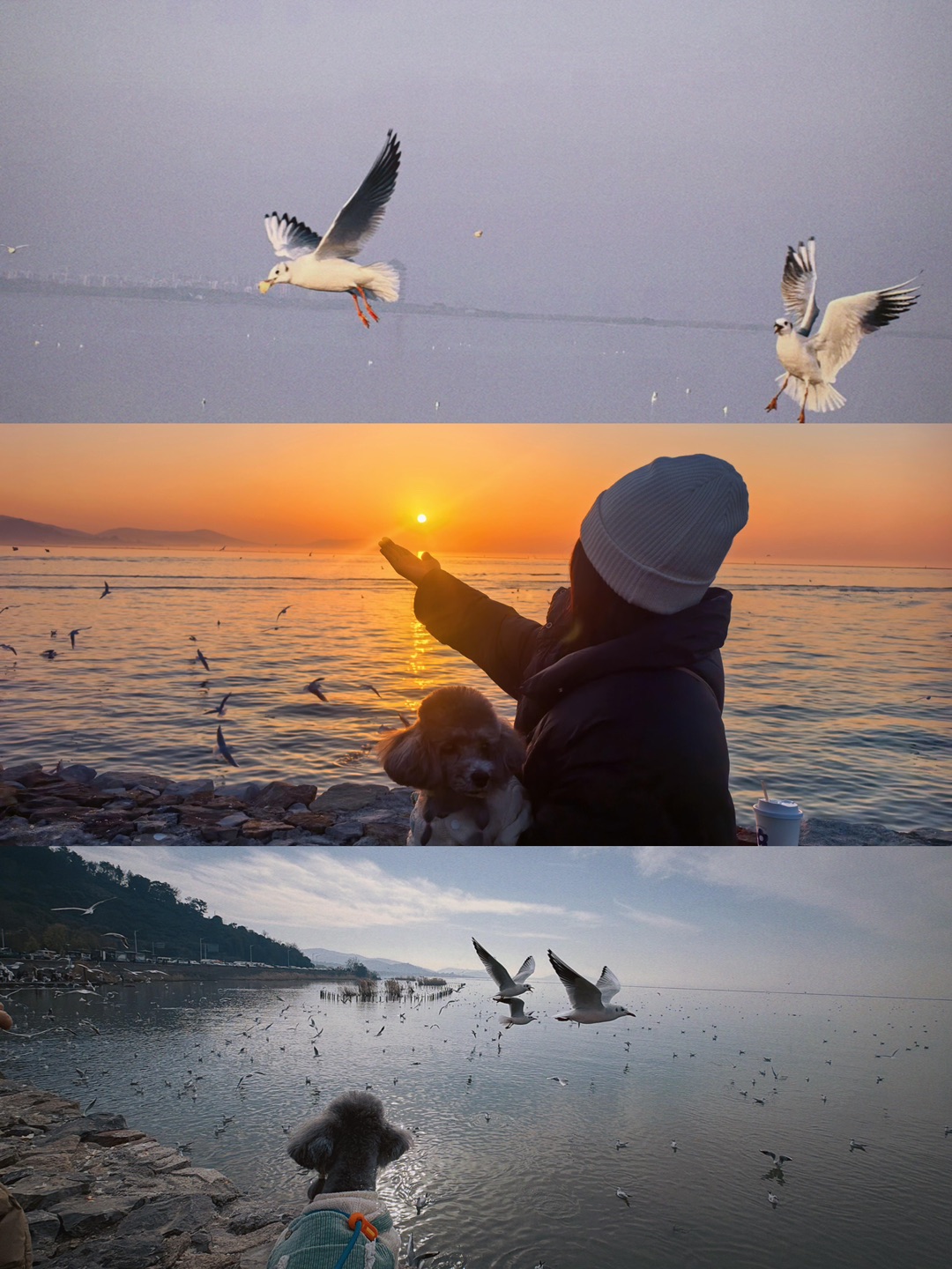 上海出发2h带狗追鸥🌊 攻略收藏这篇就够啦
