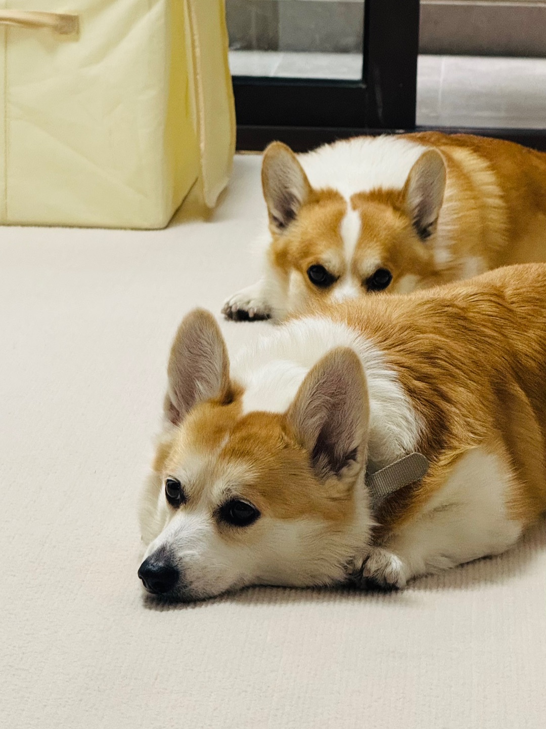 小狗的心思你不要猜