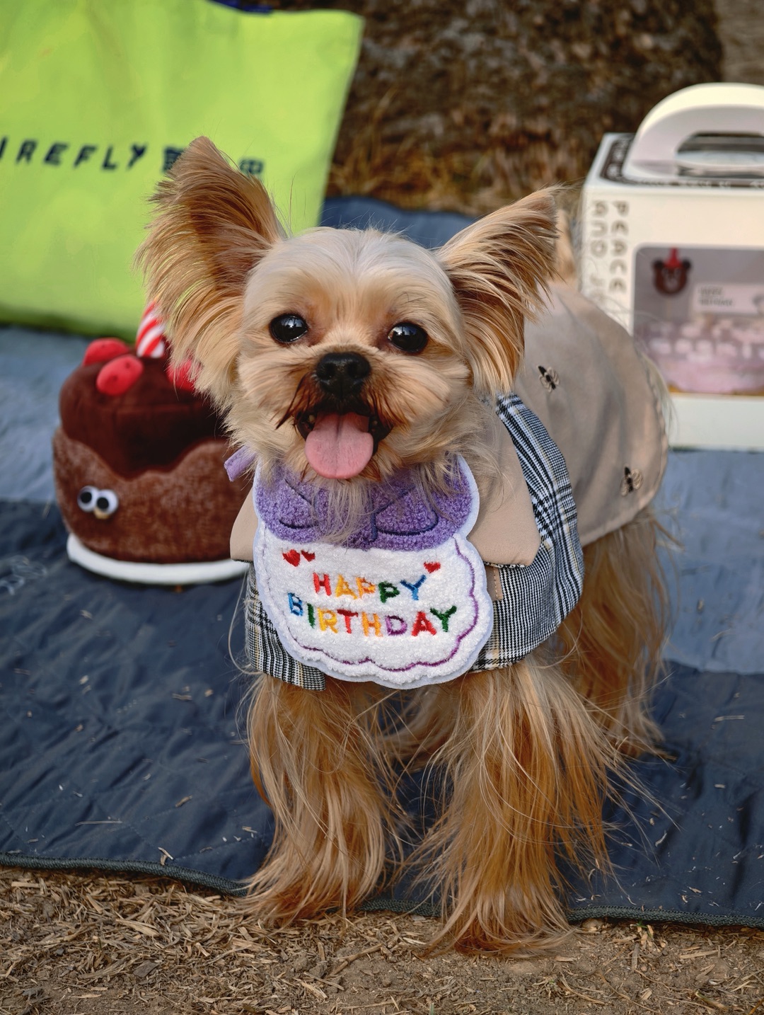 可爱小狗生日快乐呀🎂