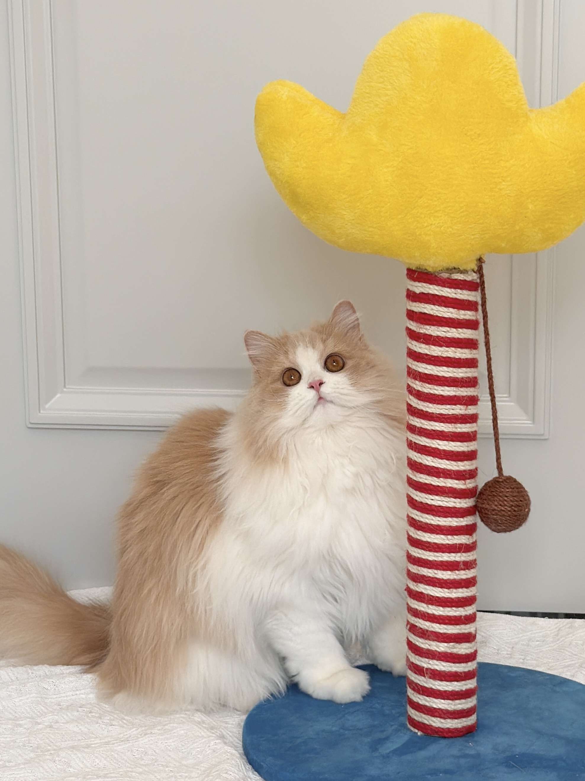 新年就要招财进宝