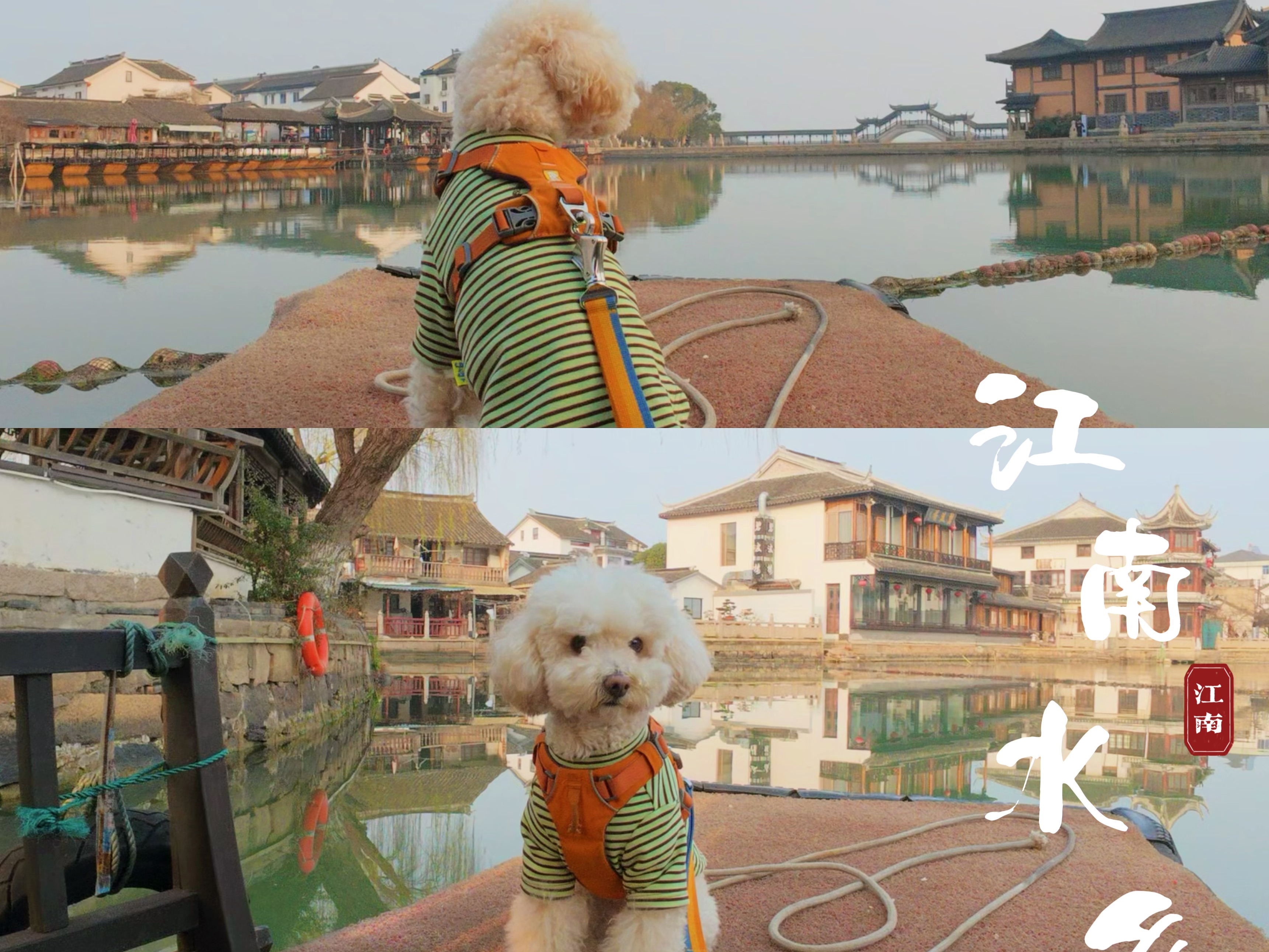 小狗坐上摇橹船，摇摇晃晃弯弯🛶