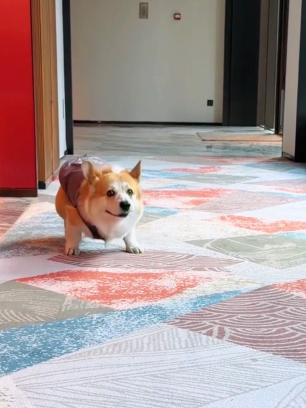 算了 和你们不养狗的说不清楚