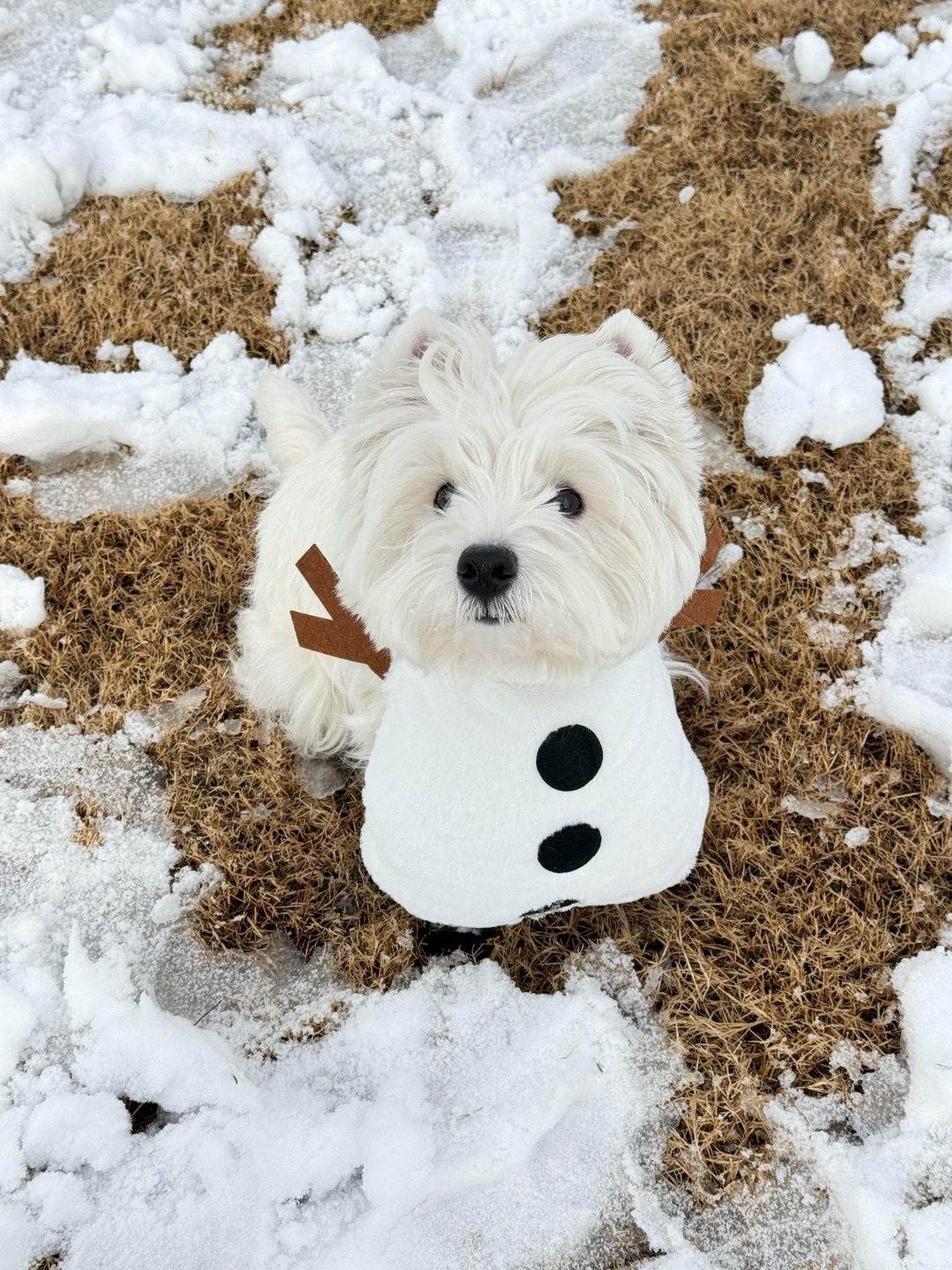 怎么有这么可爱的雪宝！⛄️