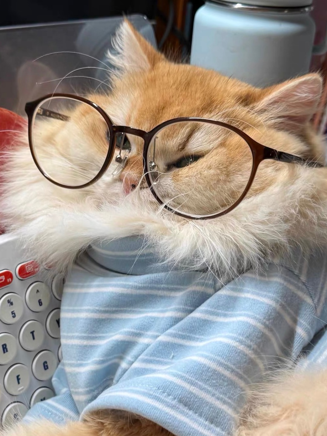 超级软糯的宠物背心