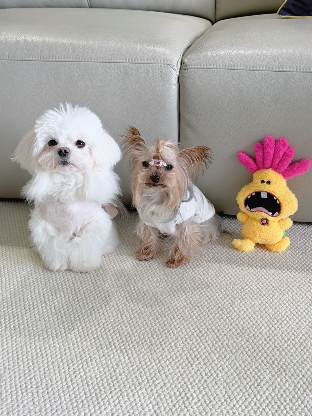 🧸火星来电呆呆玩具测评✨