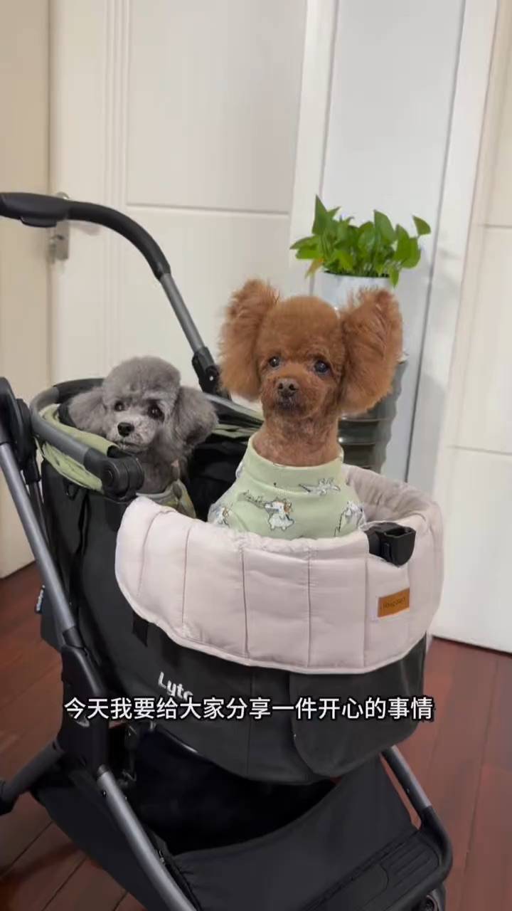 4位数的小狗推车也是被我们家用上了