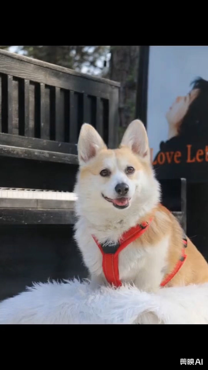 小狗也是跳上热舞了