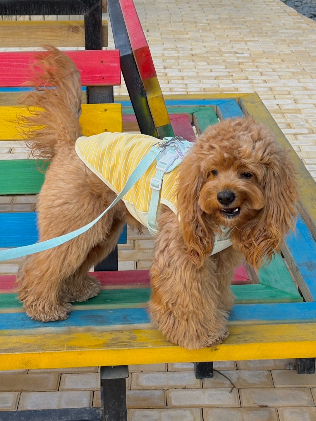 Cuca's OOTD 小狗的冬日遛狗哦哦特地