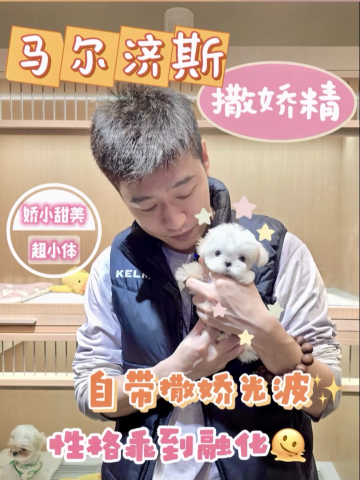 🍬马尔济斯超甜“撒娇精”在线求夸～