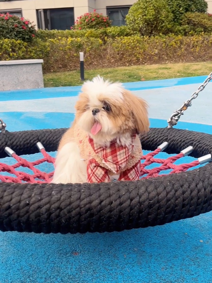 谁家小狗这么喜欢出去玩秋千