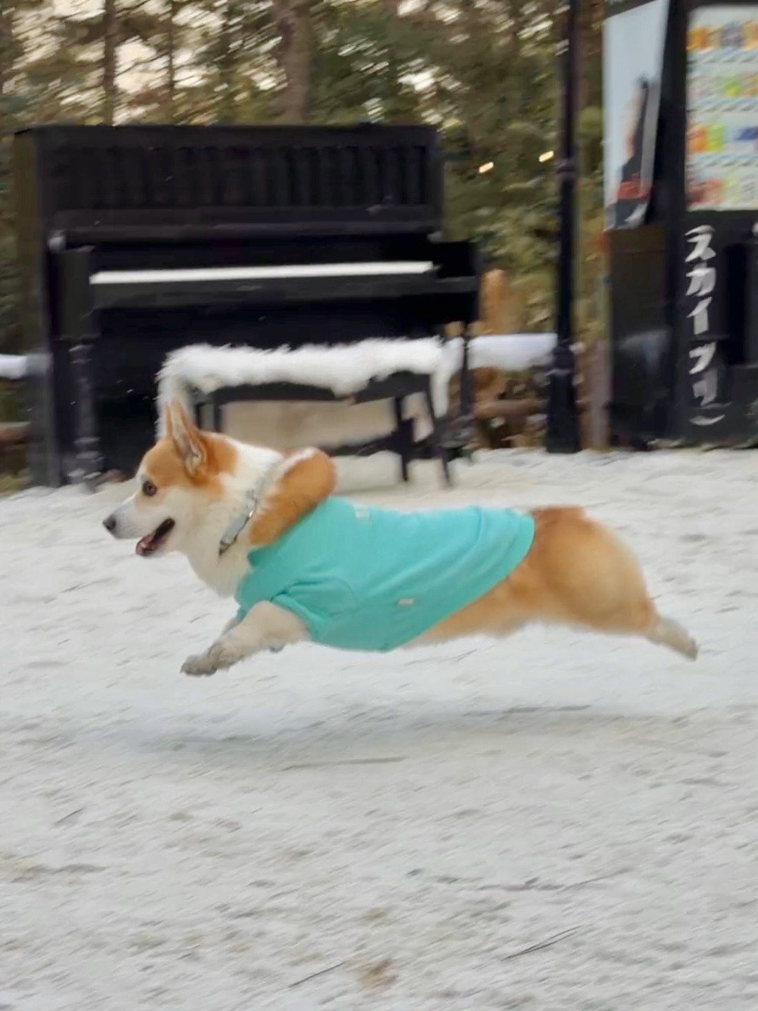 谁懂啊～小狗飞起来的样子简直太可爱啦