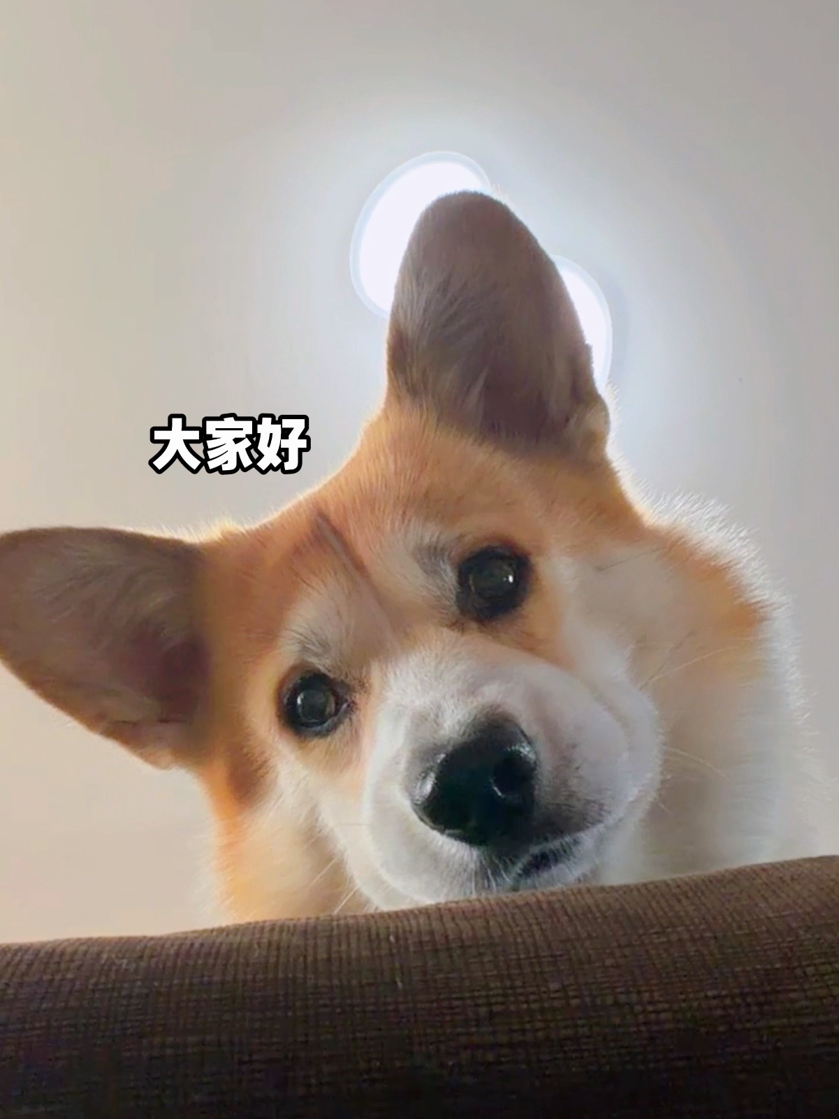 大家好 我是狗 一只有点小烦恼都小狗🐕