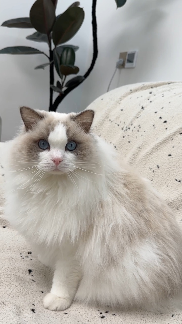 小猫有排毛小方法