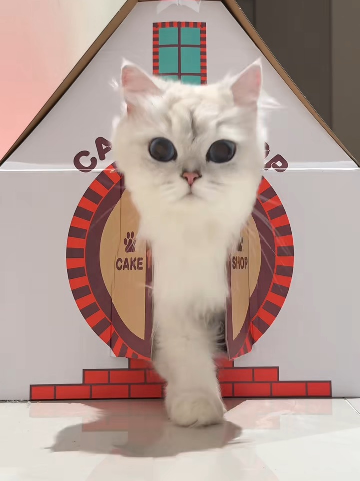 一只咪在家，要关好门窗噢