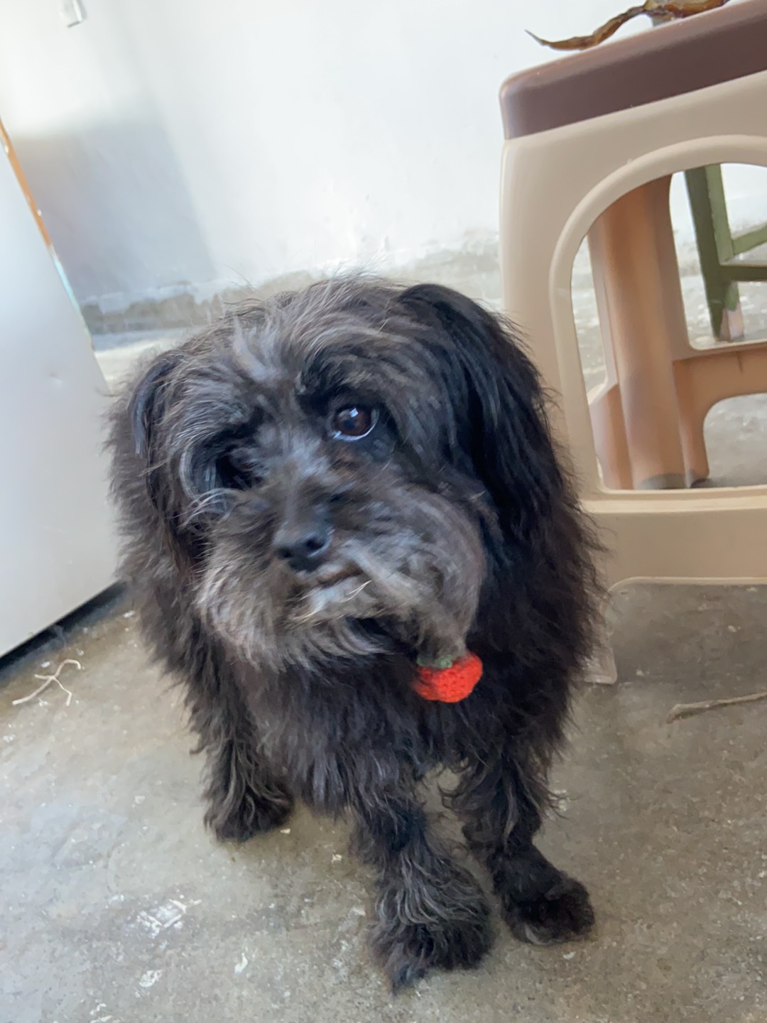 26.2.14 挂个小柿子 不可爱吗