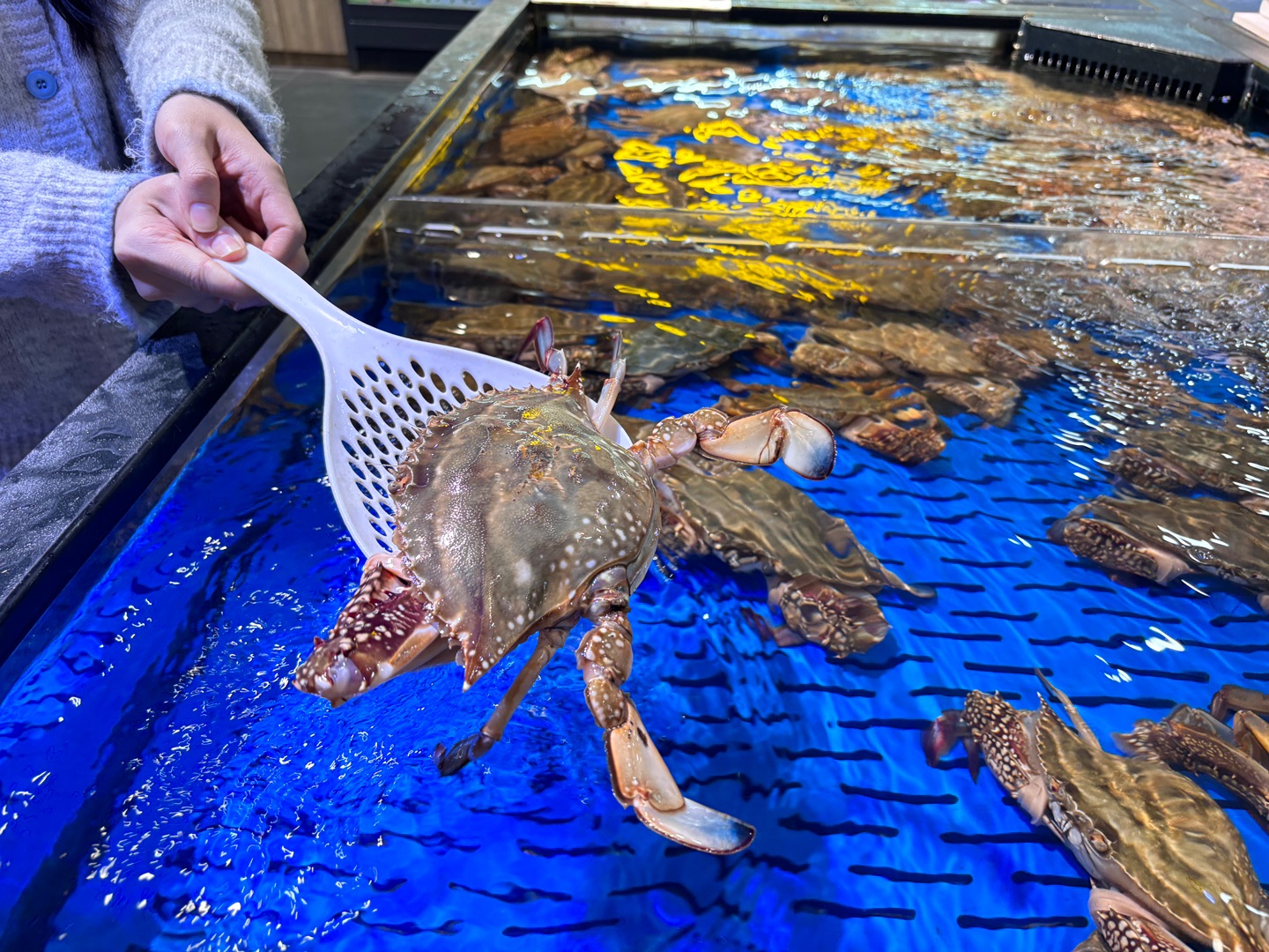 好大的螃蟹🦀15