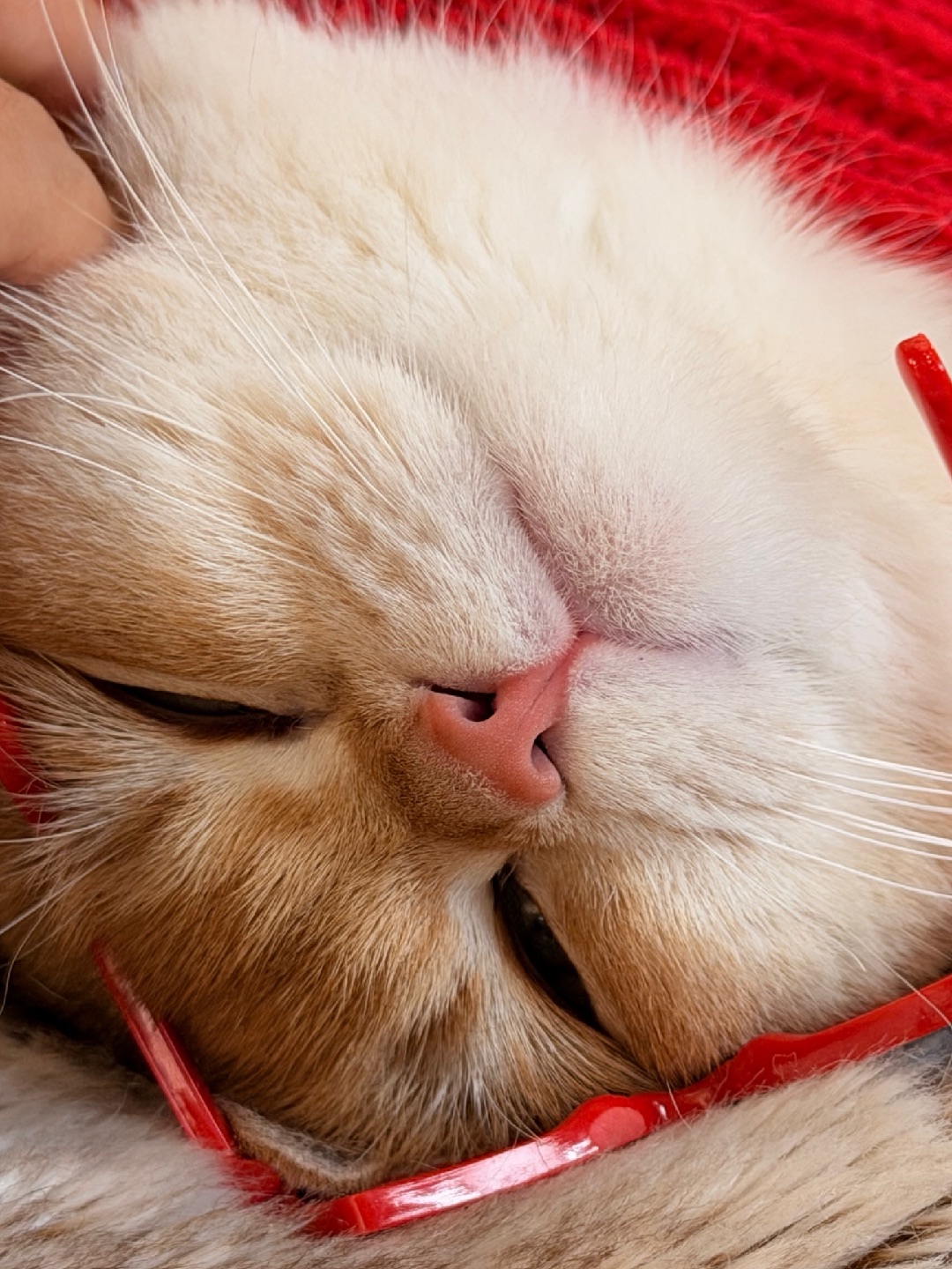 你负责“动”，我负责“萌”