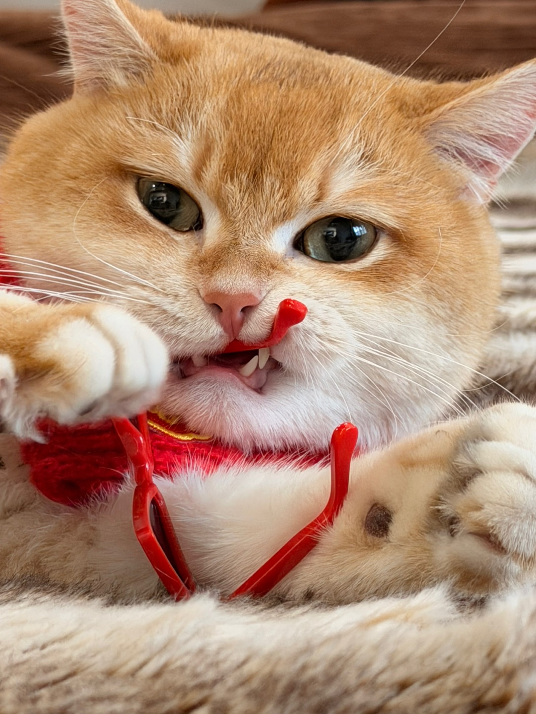 这副眼镜，就是我新年的“静音器”，啃它！