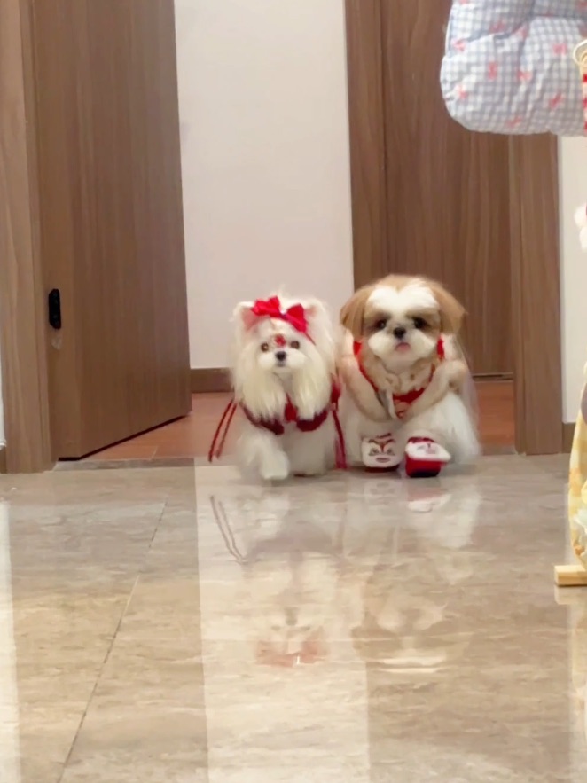 小狗提前来拜年啦！