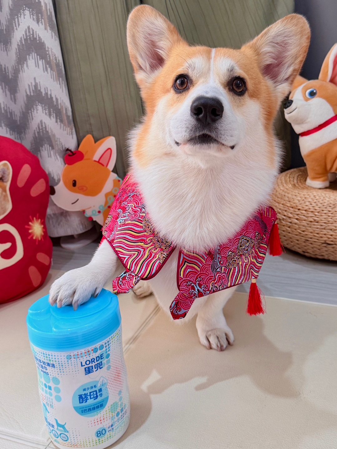 新春小狗Buff好物推荐👍🏻宠物湿巾懒人必备神器