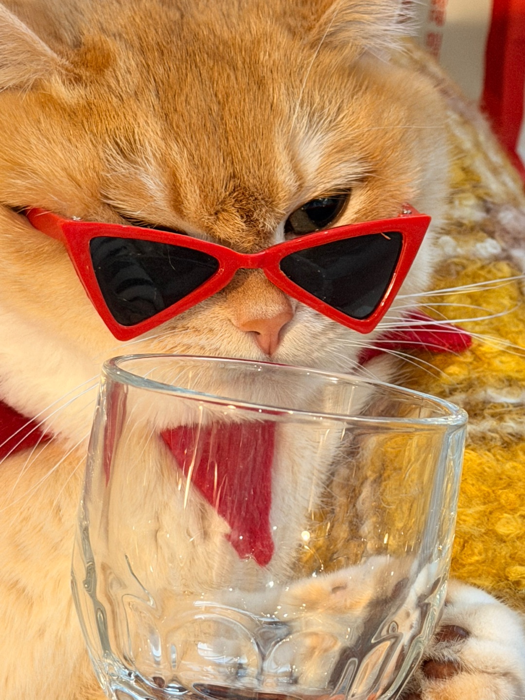 cheers❗️这桌C位，朕要了！