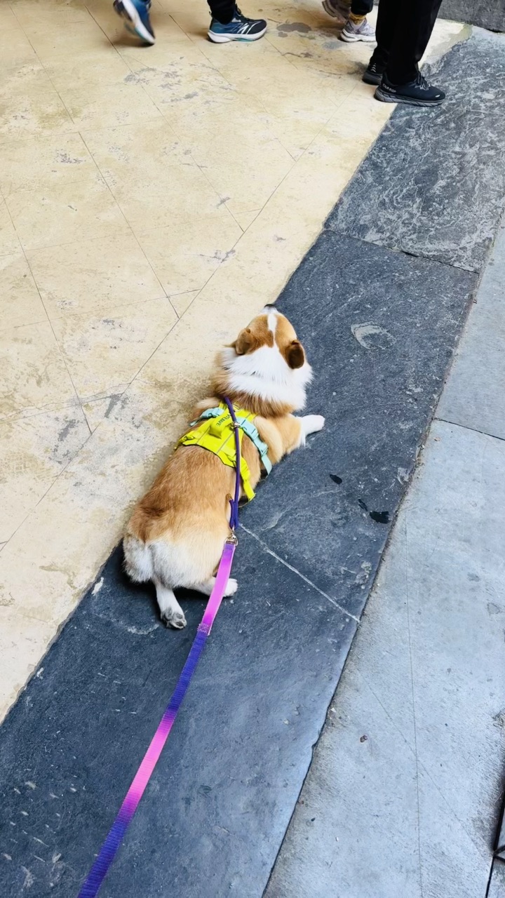 小狗逛古镇逛累啦～