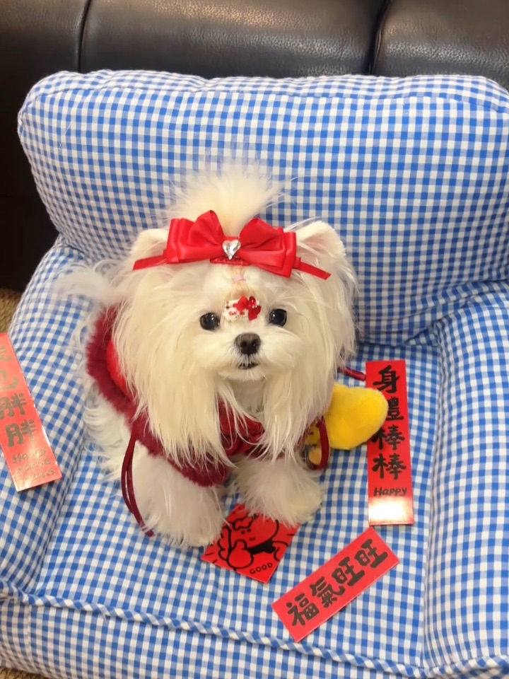 小狗来拜年啦！