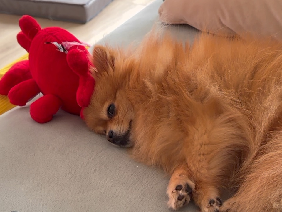 像不像过年中的你