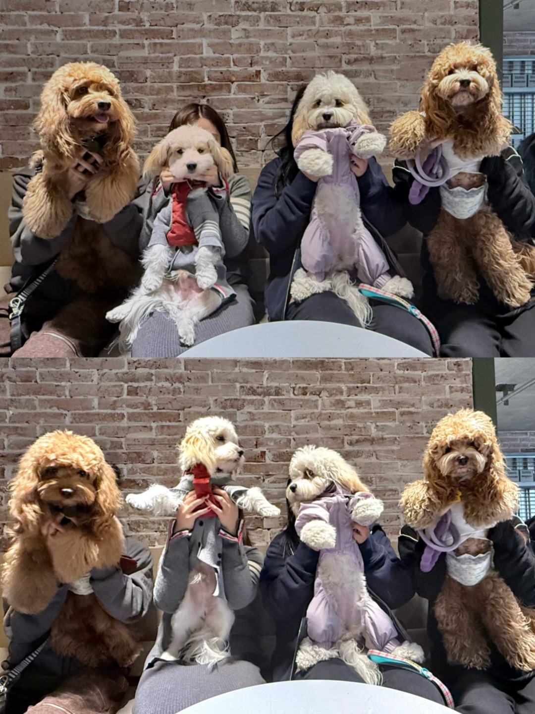 Cuca's Daily 小狗的新年新聚会