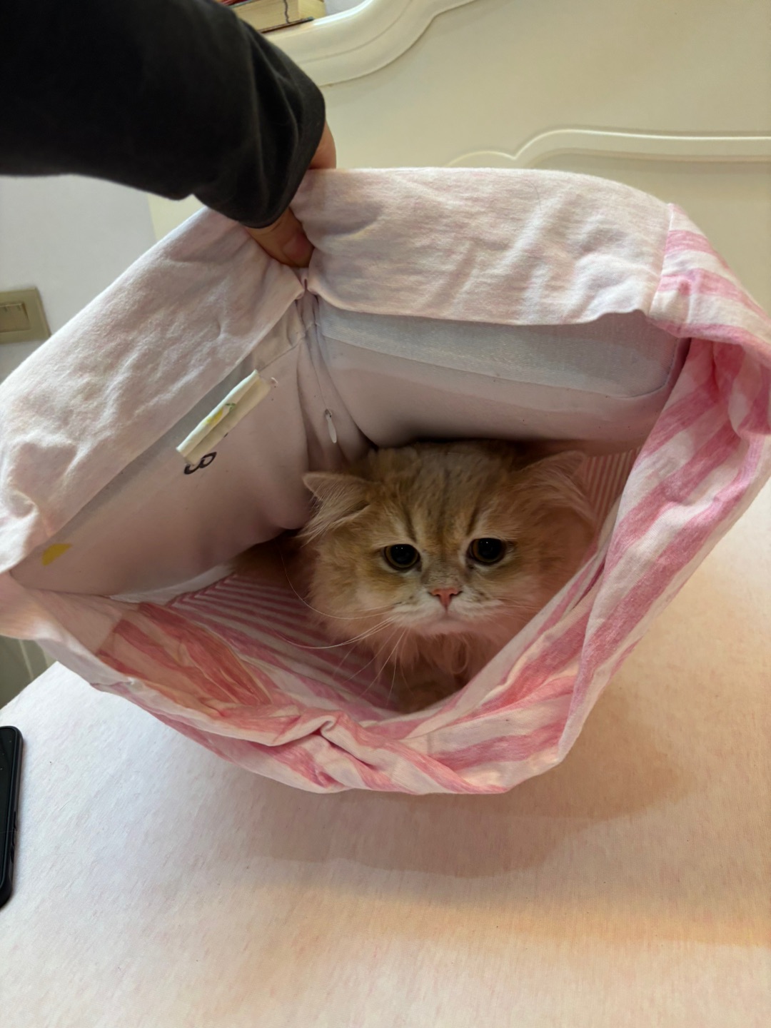 《过年害怕鞭炮的小猫都躲在哪里》