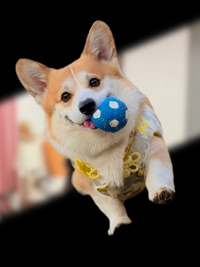 小飞狗来咯！接住！