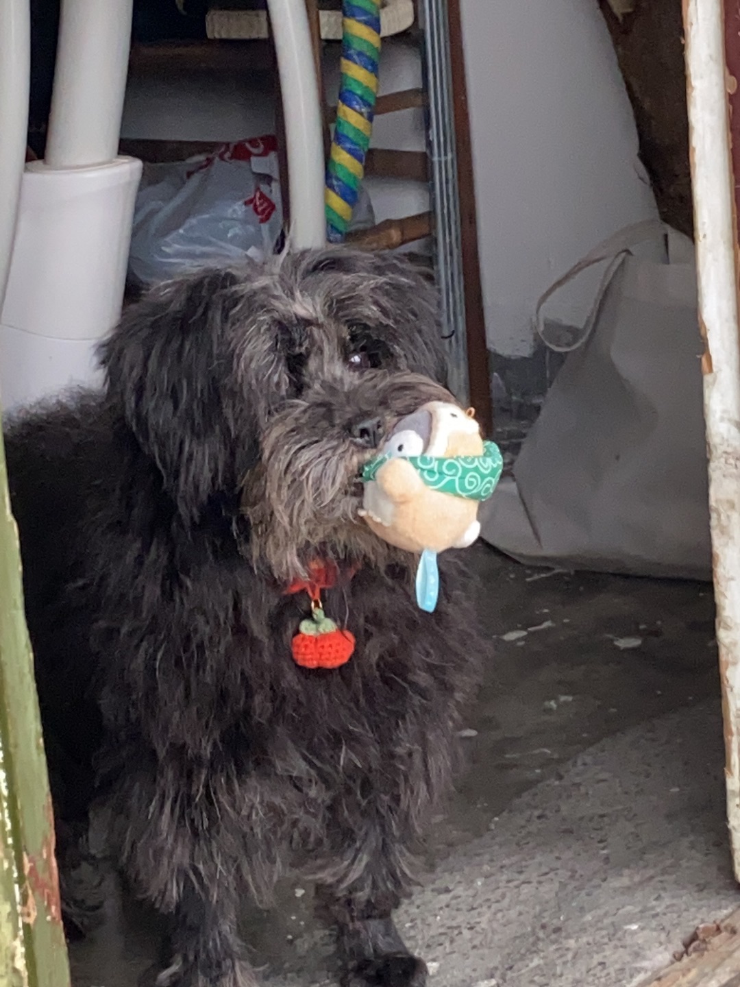 26.2.17 我的企鹅又被咬了