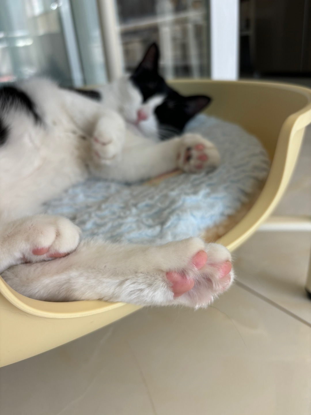 (^o^)／*\(๑• ₃ •๑)(^-^)/(^o^)／ヽ(^0^)ノ