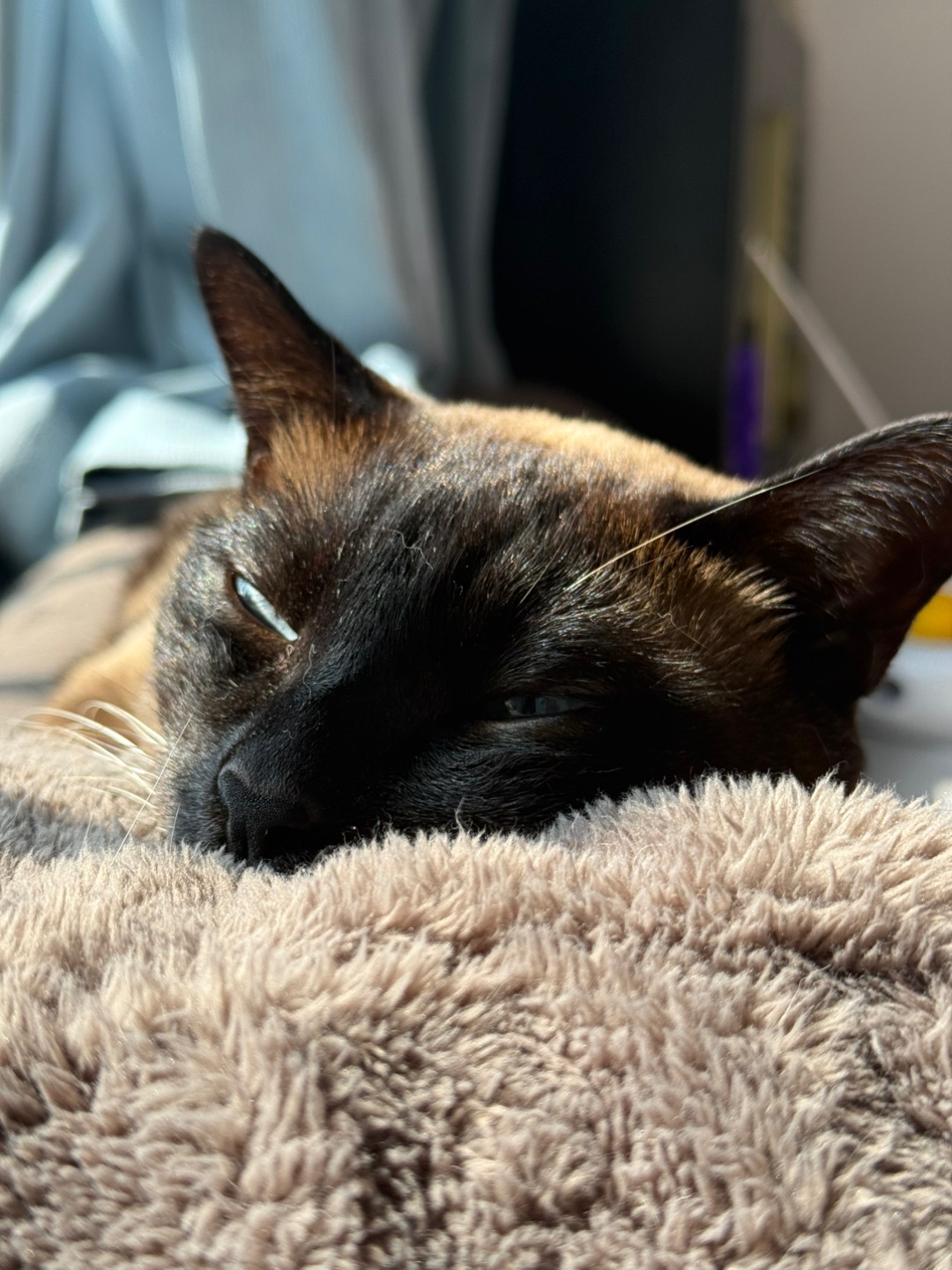 暖洋洋的午日🌞