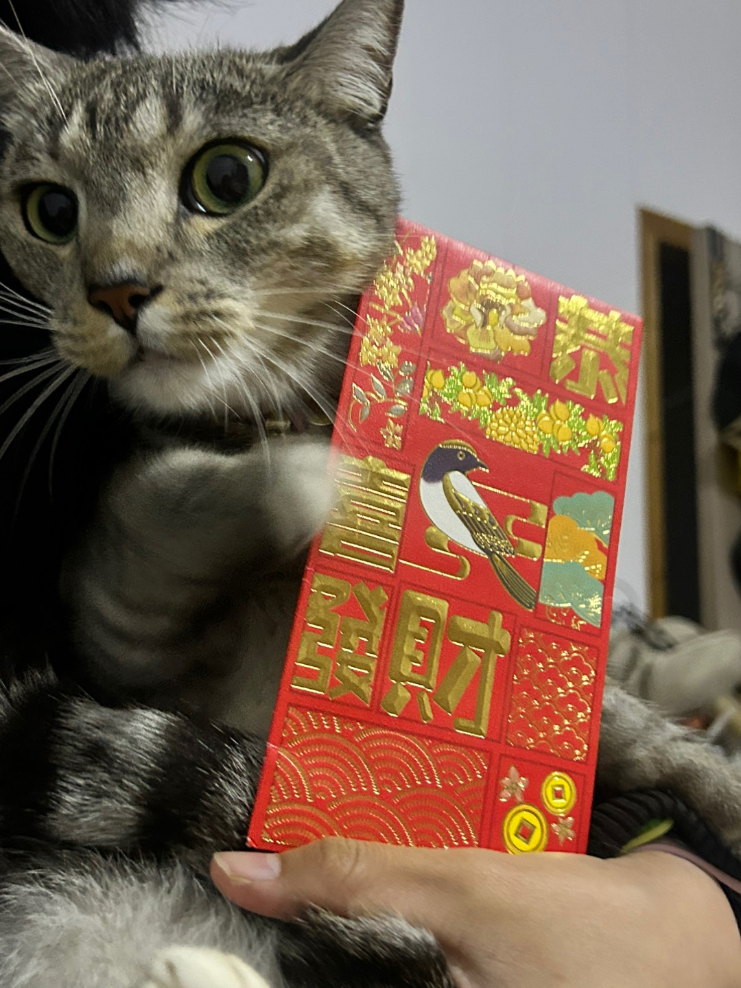 2.18 小猫也要压岁钱