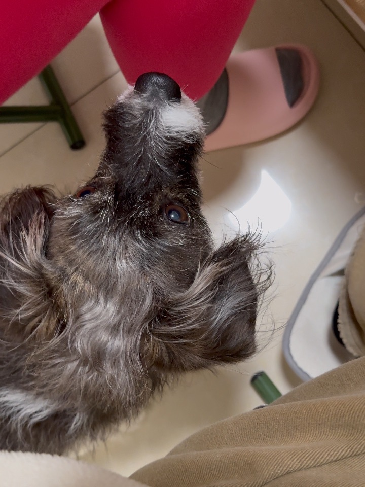 小狗来了山西也得吃面