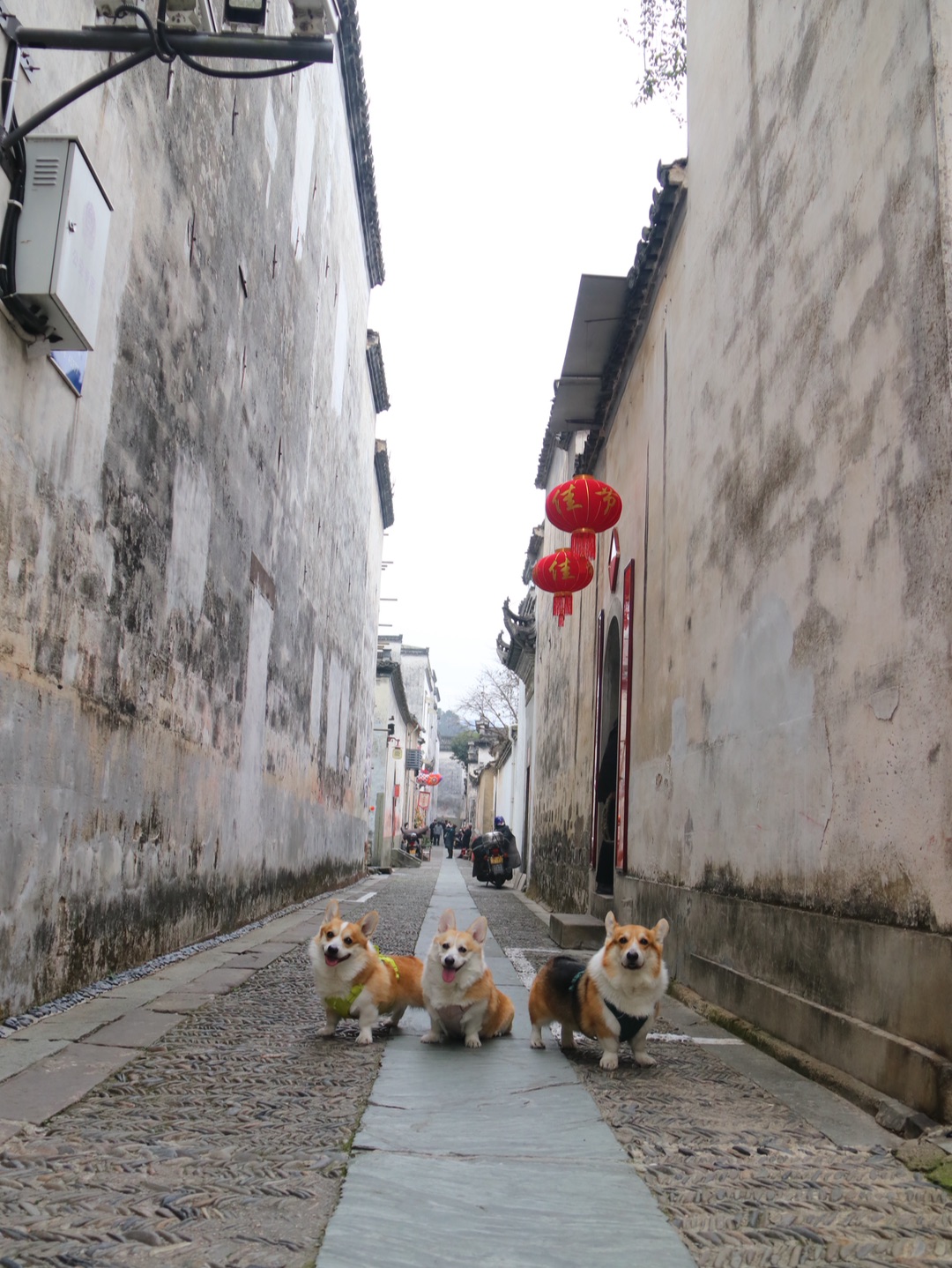 新年带小狗打卡徽州古城老街